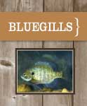 BlueGill
